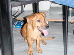 Bb - Dachshund Mix Dog