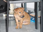 Bb - Dachshund Mix Dog