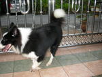 Ssaber - Border Collie Dog