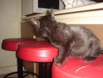 Coco - Domestic Short Hair Cat