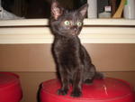 Coco - Domestic Short Hair Cat