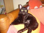 Coco - Domestic Short Hair Cat