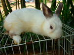 Male Netherland Dwarf - Netherland Dwarf Rabbit