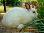 Male Netherland Dwarf - Netherland Dwarf Rabbit