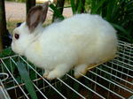 Male Netherland Dwarf - Netherland Dwarf Rabbit