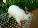 Male Netherland Dwarf - Netherland Dwarf Rabbit