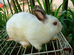 Male Netherland Dwarf - Netherland Dwarf Rabbit