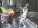 Pf 15990 Adoptd 23-11-10 Malacca - Domestic Short Hair Cat