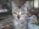 Pf 15990 Adoptd 23-11-10 Malacca - Domestic Short Hair Cat