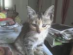 Pf 15990 Adoptd 23-11-10 Malacca - Domestic Short Hair Cat