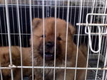 Quality Chow Chow Puppy - Chow Chow Dog