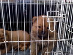 Quality Chow Chow Puppy - Chow Chow Dog