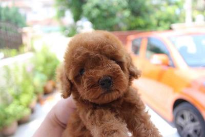 Brown Toy Poodle Puppy@rm600 - Poodle Dog