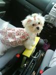 Butter - Maltese Dog