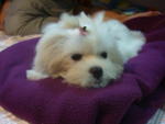 Butter - Maltese Dog