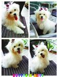 Butter - Maltese Dog