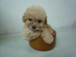 T-cup toy poodle