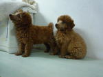 super red toy poodle