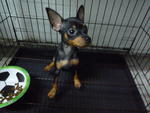 mini pinscher