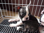 boston terrier