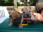 shar pei