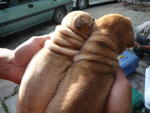 shar pei