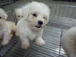 bichon frise