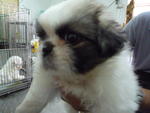 Tri colour pekingese