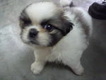 Tri colour pekingese