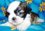 Hagen - Shih Tzu Dog