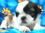 Hagen - Shih Tzu Dog