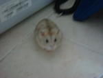 PF1644 - Common Hamster Hamster