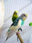 Sky - Budgie/Budgerigar Bird