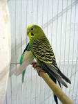 Paco - Budgie/Budgerigar Bird