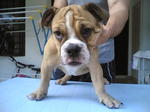 PF1653 - English Bulldog Dog