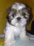 Shih Tzu - Shih Tzu Dog