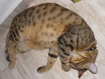 Truffles A.k.a Ell - Bengal Cat