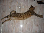 Truffles A.k.a Ell - Bengal Cat