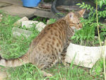 Truffles A.k.a Ell - Bengal Cat