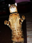 Truffles A.k.a Ell - Bengal Cat