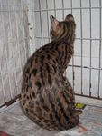 Cheeky - Bengal Cat