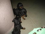 Dobber Puppy - Doberman Pinscher Dog