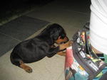 Dobber Puppy - Doberman Pinscher Dog