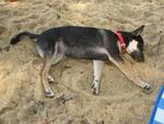 Knocked out after hours of digging in the giant sandbox (beach) in Cherating.