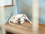 Cookie - Dalmatian Dog