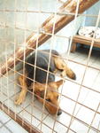 Moshi - German Shepherd Dog Mix Dog