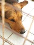 Moshi - German Shepherd Dog Mix Dog