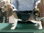 Beagles - Beagle Dog