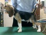 Beagles - Beagle Dog