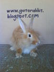 PF16002 - Angora Rabbit Rabbit